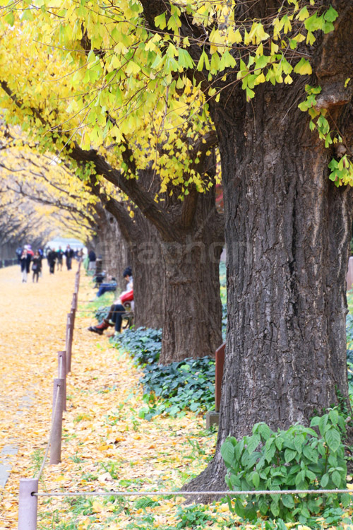 神宮外苑イチョウ並木,神宮外苑,イチョウ並木,紅葉,イチョウ,いちょう,銀杏,こうよう,もみじ,モミジ,紅葉狩り,黄葉,落葉広葉樹,カエデ科,秋,季語,落ち葉,外苑前,港区,japan,autumn