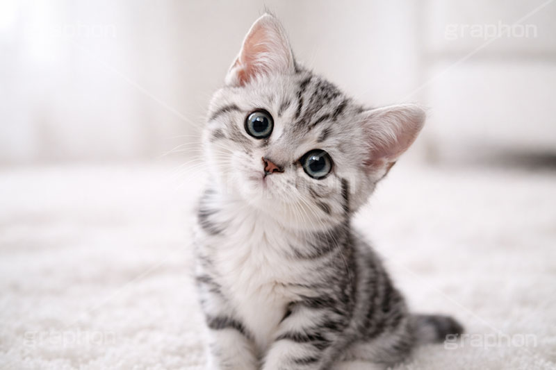 アメリカンショートヘアの子猫,不思議,首傾げ,何,ねこ,ネコ,猫,子猫,キャット,アメリカンショートヘア,アメショ,かわいい,カワイイ,可愛い,キュート,ペット,動物,cute,pet,cat,AI生成素材