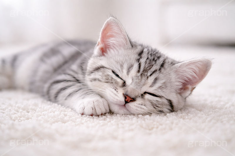 アメリカンショートヘアの子猫,寝転び,休憩,昼寝,ゴロゴロ,ごろごろ,ねこ,ネコ,猫,子猫,キャット,アメリカンショートヘア,アメショ,かわいい,カワイイ,可愛い,キュート,ペット,動物,cute,pet,cat,AI生成素材