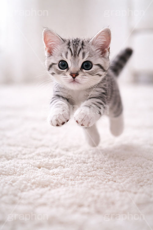 アメリカンショートヘアの子猫,走る,駆けっこ,一生懸命,ねこ,ネコ,猫,子猫,キャット,アメリカンショートヘア,アメショ,かわいい,カワイイ,可愛い,キュート,ペット,動物,cute,pet,cat,AI生成素材