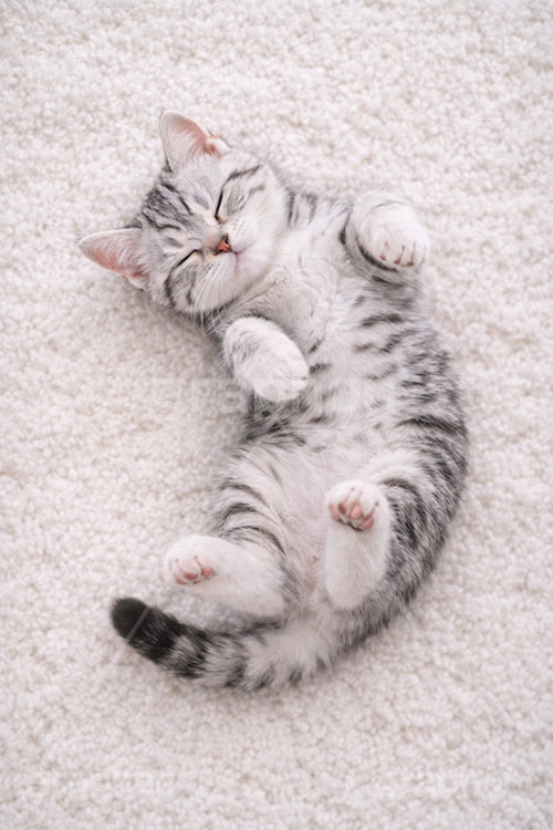 アメリカンショートヘアの子猫,寝転び,休憩,昼寝,ゴロゴロ,ごろごろ,ねこ,ネコ,猫,子猫,キャット,アメリカンショートヘア,アメショ,かわいい,カワイイ,可愛い,キュート,ペット,動物,cute,pet,cat,AI生成素材