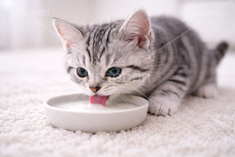 アメリカンショートヘアの子猫,エサの時間,エサ,ミルク,ペロペロ,ぺろぺろ,ねこ,ネコ,猫,子猫,キャット,アメリカンショートヘア,アメショ,かわいい,カワイイ,可愛い,キュート,ペット,動物,cute,pet,cat,AI生成素材
