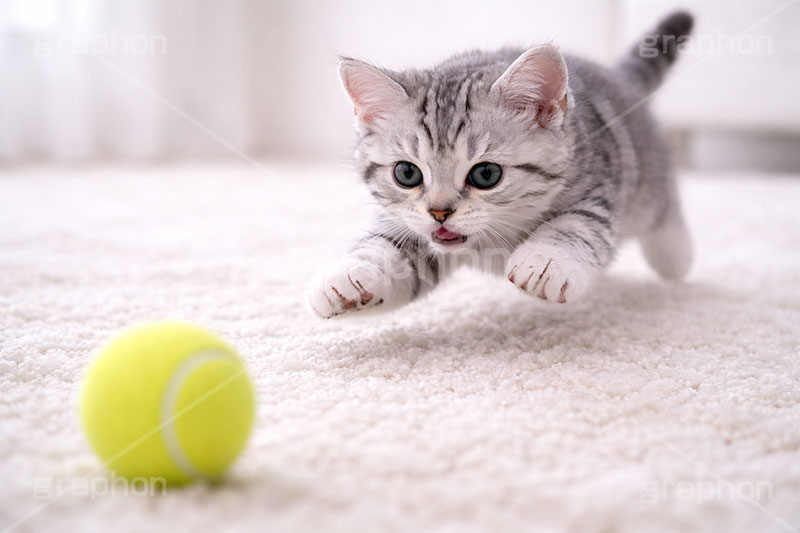 アメリカンショートヘアの子猫,遊び,テニスボール,ボール,走る,駆けっこ,一生懸命,ねこ,ネコ,猫,子猫,キャット,アメリカンショートヘア,アメショ,かわいい,カワイイ,可愛い,キュート,ペット,動物,cute,pet,cat,tennis,ball,AI生成素材