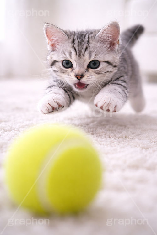 アメリカンショートヘアの子猫,遊び,テニスボール,ボール,走る,駆けっこ,一生懸命,ねこ,ネコ,猫,子猫,キャット,アメリカンショートヘア,アメショ,かわいい,カワイイ,可愛い,キュート,ペット,動物,cute,pet,cat,tennis,ball,AI生成素材