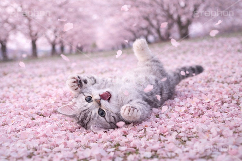 桜のじゅうたん,桜吹雪,桜,さくら,サクラ,春,花見,花弁,花びら,散る,寝転び,ゴロゴロ,ごろごろ,ニャー,にゃー,はしゃぐ,桜の花びら,公園,散歩,アメリカンショートヘアの子猫,ねこ,ネコ,猫,子猫,キャット,アメリカンショートヘア,アメショ,かわいい,カワイイ,可愛い,キュート,ペット,動物,cute,pet,cat,spring,blossom,AI生成素材