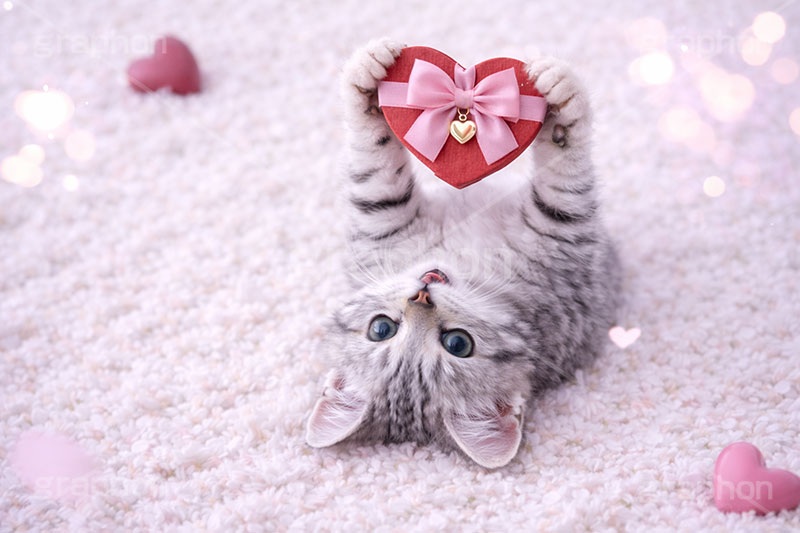 プレゼント,ハート,リボン,贈り物,愛,恋,バレンタインデー,バレンタイン,ごろごろ,ゴロゴロ,寝転び,アメリカンショートヘアの子猫,ねこ,ネコ,猫,子猫,キャット,アメリカンショートヘア,アメショ,かわいい,カワイイ,可愛い,キュート,ペット,動物,cute,pet,cat,valentine,present,heart,AI生成素材