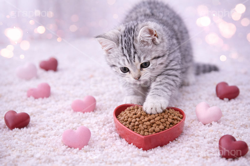エサの時間,ハート,バレンタイン,バレンタインデー,アメリカンショートヘアの子猫,エサ,キャットフード,モグモグ,もぐもぐ,ねこ,ネコ,猫,子猫,キャット,アメリカンショートヘア,アメショ,かわいい,カワイイ,可愛い,キュート,ペット,動物,cute,pet,cat,valentine,AI生成素材