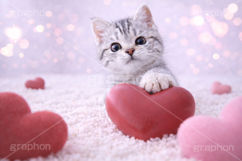 ハート,愛,恋,バレンタインデー,バレンタイン,アメリカンショートヘアの子猫,ねこ,ネコ,猫,子猫,キャット,アメリカンショートヘア,アメショ,かわいい,カワイイ,可愛い,キュート,ペット,動物,cute,pet,cat,valentine,present,heart,AI生成素材