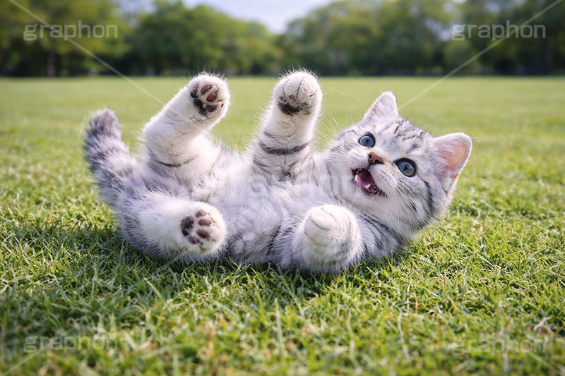 散歩,芝生,公園,アメリカンショートヘアの子猫,ねこ,ネコ,猫,子猫,ごろごろ,ゴロゴロ,にゃー,ニャー,キャット,アメリカンショートヘア,アメショ,はしゃぐ,かわいい,カワイイ,可愛い,キュート,ペット,飼い主,動物,cute,pet,cat,AI生成素材