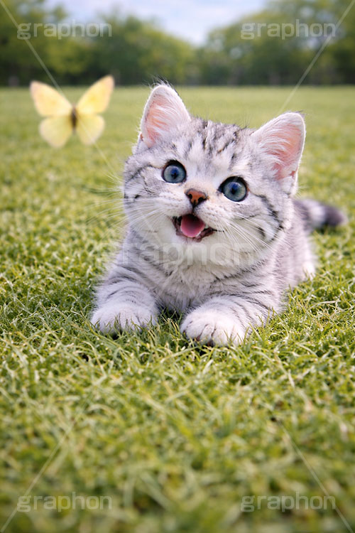 春のお散歩,蝶々,ちょうちょ,ちょう,追いかけ,芝生,春,公園,散歩,にゃー,ニャー,アメリカンショートヘアの子猫,ねこ,ネコ,猫,子猫,キャット,アメリカンショートヘア,アメショ,かわいい,カワイイ,可愛い,キュート,ペット,動物,cute,pet,cat,spring,AI生成素材