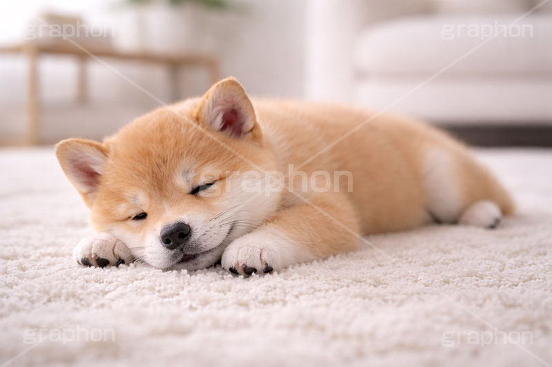 豆柴の子犬,昼寝,居眠り,うたた寝,うたたね,スヤスヤ,いぬ,イヌ,犬,子犬,ドッグ,豆柴,かわいい,カワイイ,可愛い,キュート,ペット,動物,cute,pet,dog,AI生成素材