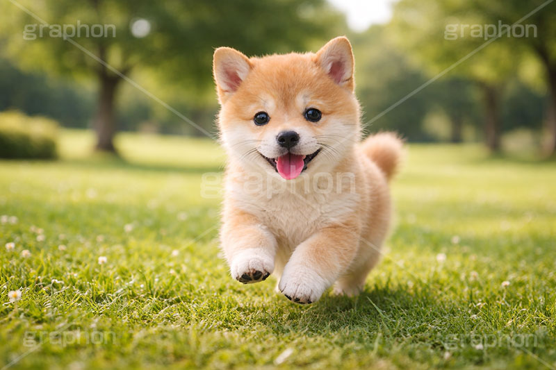 お散歩,豆柴の子犬,遊び,走る,駆けっこ,一生懸命,公園,芝生,いぬ,イヌ,犬,子犬,ドッグ,豆柴,かわいい,カワイイ,可愛い,キュート,ペット,動物,cute,pet,dog,AI生成素材