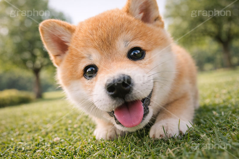 じゃれる,のぞく,覗く,興味,豆柴の子犬,公園,芝生,いぬ,イヌ,犬,子犬,ドッグ,豆柴,かわいい,カワイイ,可愛い,キュート,ペット,動物,cute,pet,dog,AI生成素材