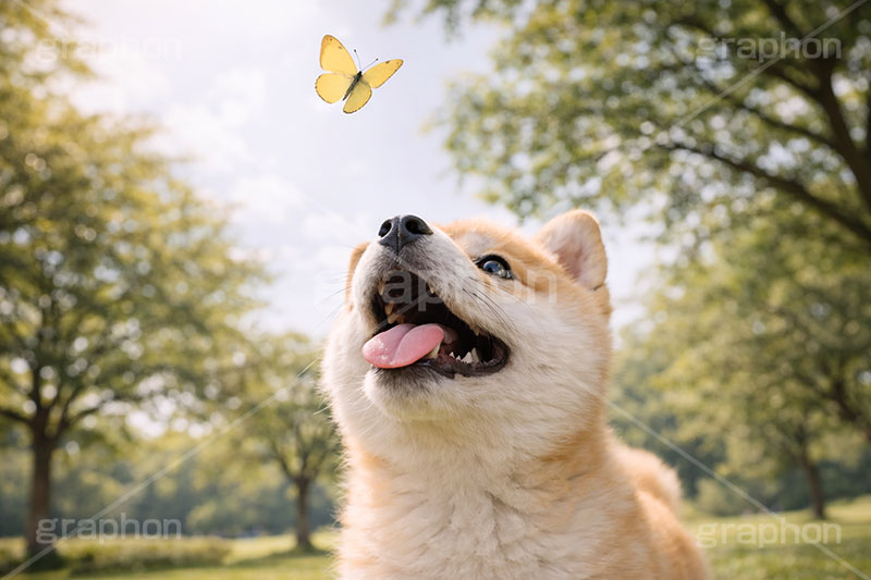 蝶々と遊ぶ,ちょうちょ,蝶々,春,じゃれる,遊ぶ,興味,豆柴の子犬,公園,芝生,いぬ,イヌ,犬,子犬,ドッグ,豆柴,かわいい,カワイイ,可愛い,キュート,ペット,動物,cute,pet,dog,spring,AI生成素材