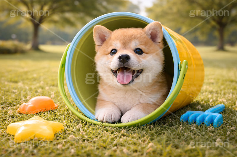 砂場遊び？,砂場,ばけつ,バケツ,おもちゃ,玩具,じゃれる,遊ぶ,興味,豆柴の子犬,公園,芝生,甘え,いぬ,イヌ,犬,子犬,ドッグ,豆柴,かわいい,カワイイ,可愛い,キュート,ペット,動物,cute,pet,dog,spring,AI生成素材