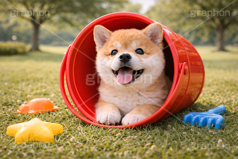 砂場遊び？,砂場,ばけつ,バケツ,おもちゃ,玩具,じゃれる,遊ぶ,興味,豆柴の子犬,公園,芝生,甘え,いぬ,イヌ,犬,子犬,ドッグ,豆柴,かわいい,カワイイ,可愛い,キュート,ペット,動物,cute,pet,dog,spring,AI生成素材