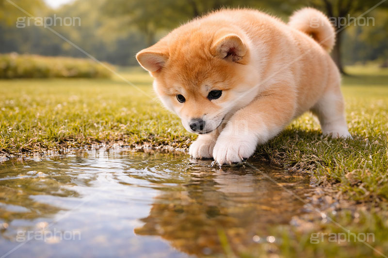 水遊び,水たまり,恐る恐る,つんつん,ツンツン,遊ぶ,興味,豆柴の子犬,公園,芝生,甘え,いぬ,イヌ,犬,子犬,ドッグ,豆柴,かわいい,カワイイ,可愛い,キュート,ペット,動物,cute,pet,dog,spring,AI生成素材