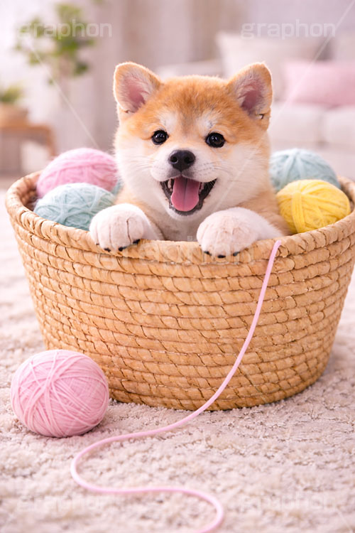 毛糸玉,毛糸,かご,カゴ,籠,バスケット,遊び,じゃれる,冬,豆柴の子犬,いぬ,イヌ,犬,子犬,ドッグ,豆柴,かわいい,カワイイ,可愛い,キュート,ペット,動物,cute,pet,dog,winter,AI生成素材