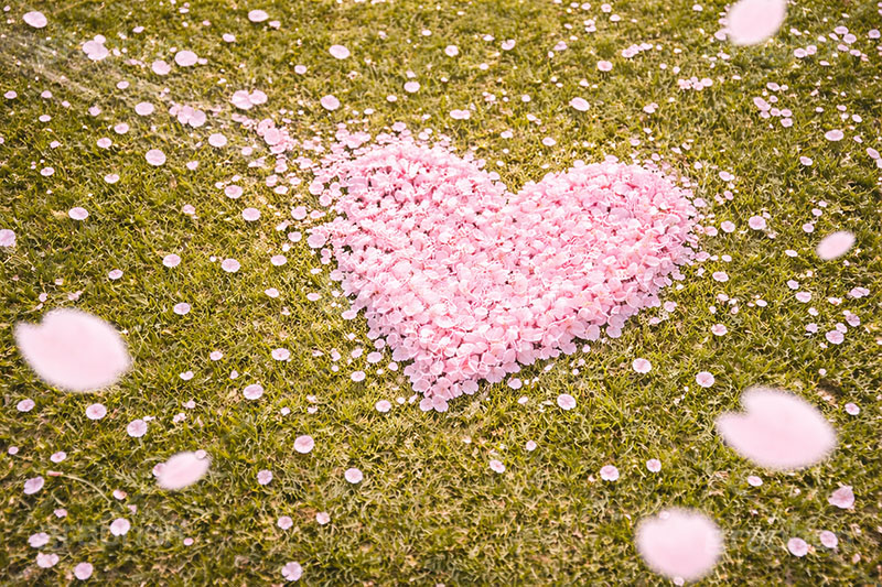 桜のハート,ハート,ラブ,告白,恋愛,恋,愛,芝生,公園,桜の花びら,さくら,桜,花,フラワー,春,花びら,花弁,満開,咲く,ピンク,プリ画,ロマンチック,ウェディング,プロポーズ,バレンタイン,ホワイトデー,ポエム,ピンク,blossom,japan,spring,flower,love,heart,AI生成素材