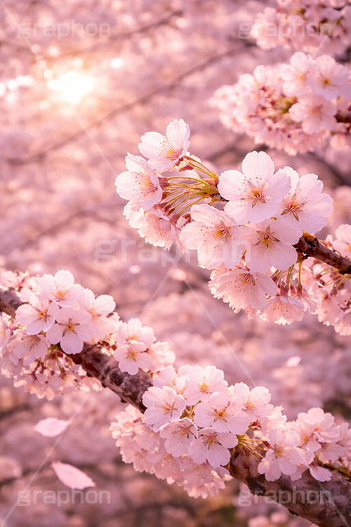 桜の花びら,さくら,桜,花,フラワー,春,花びら,花弁,満開,咲く,ピンク,暖かい,blossom,japan,spring,flower,AI生成素材