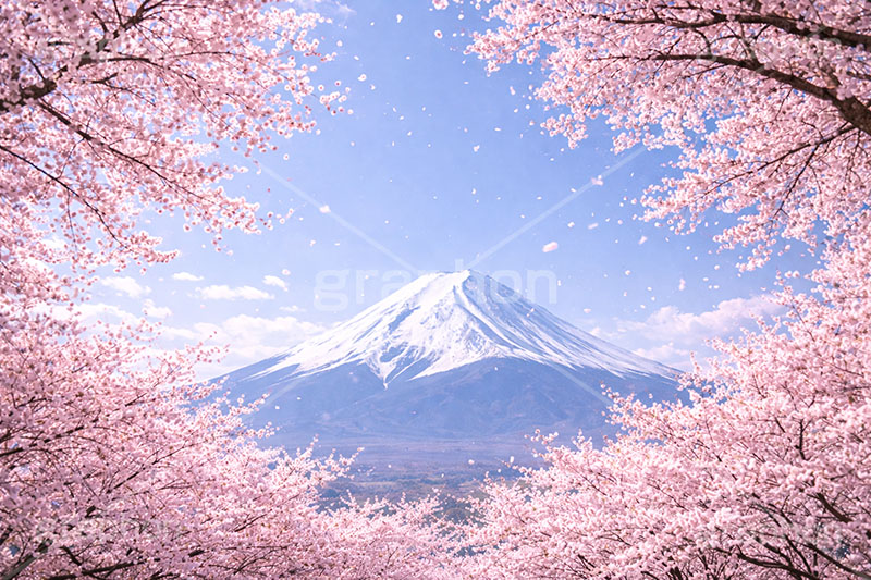 桜と富士山,富士山,富士,桜と青空,青空,空,満開,花吹雪,爽やか,さわやか,桜,さくら,サクラ,花見,ブロッサム,春,花,花びら,花弁,背景,blossom,spring,flower,AI生成素材