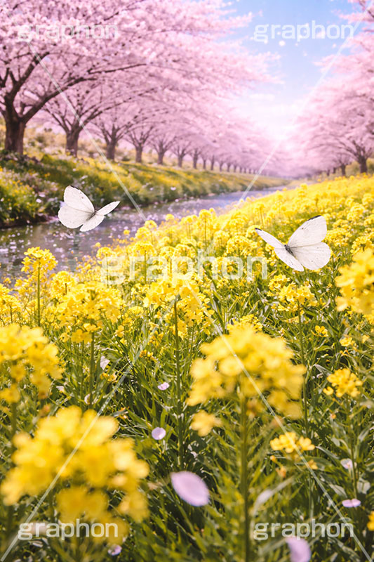 桜と菜の花,菜の花,菜の花畑,川,モンシロチョウ,紋白蝶,桜,さくら,サクラ,花見,ブロッサム,春,花,花びら,花弁,背景,blossom,spring,flower,AI生成素材