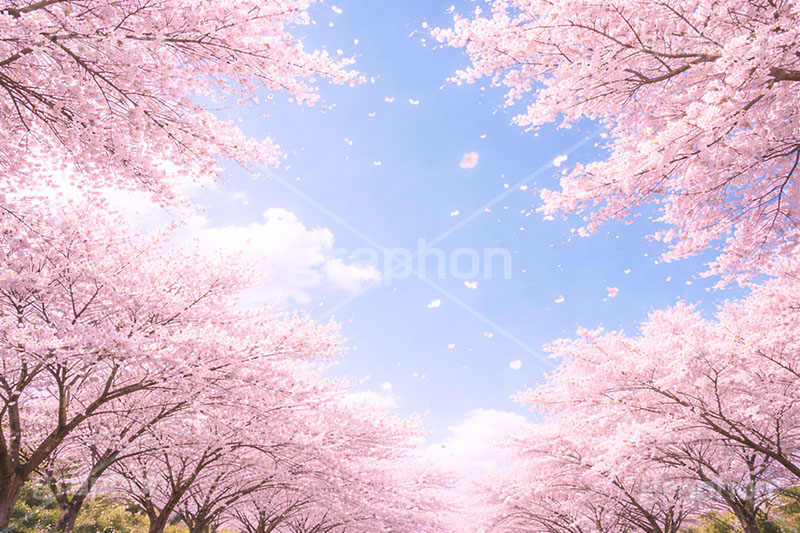 桜と青空,青空,空,満開,花吹雪,爽やか,さわやか,桜,さくら,サクラ,花見,ブロッサム,春,花,花びら,花弁,背景,blossom,spring,flower,AI生成素材