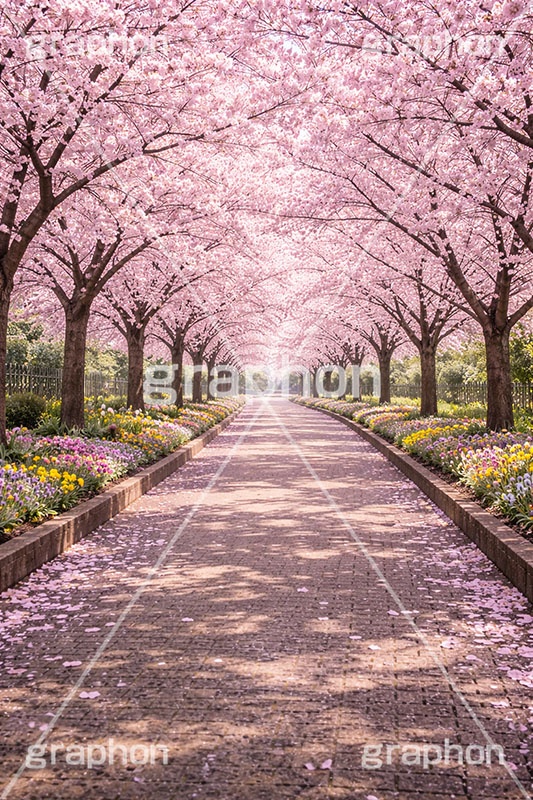 桜並木,満開,桜,さくら,サクラ,トンネル,花見,ブロッサム,春,花,花びら,花弁,背景,blossom,spring,flower,AI生成素材