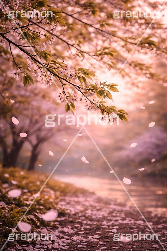 春の終わり,エモい,寂しい,哀愁,桜の花びら,桜,葉桜,ソメイヨシノ,さくら,サクラ,花,お花,フラワー,はな,春,花びら,花弁,はなびら,散る,終わり,桜吹雪,地面,blossom,japan,flower,AI生成素材