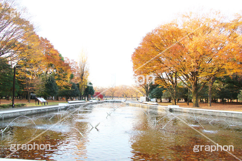 代々木公園,代々木,渋谷区,自然,草木,紅葉,こうよう,いちょう,イチョウ,噴水,ふんすい,ファウンテン,japan,autumn,tokyo,渋谷,原宿