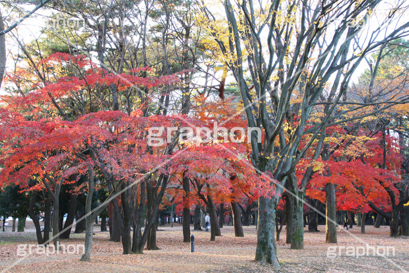 代々木公園,代々木,渋谷区,自然,草木,紅葉,こうよう,いちょう,イチョウ,japan,autumn,tokyo,渋谷,原宿