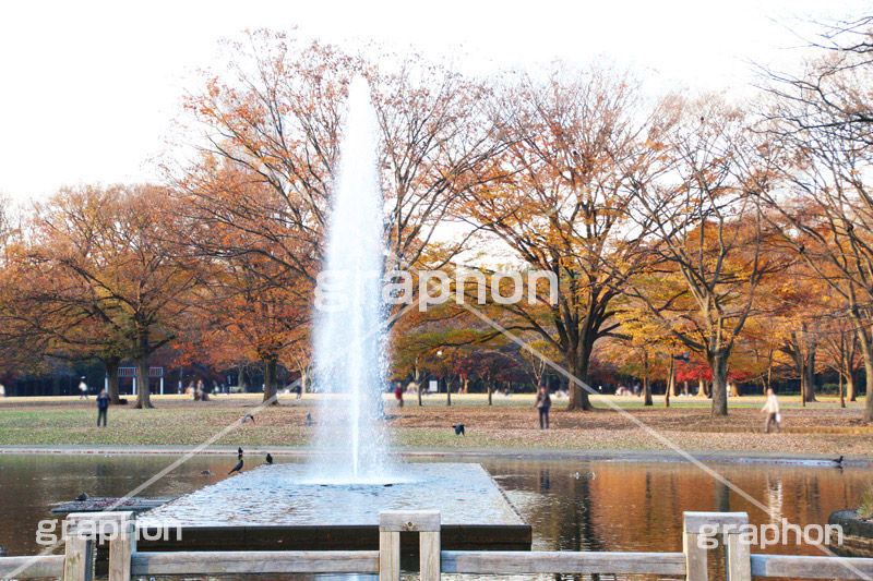 代々木公園,代々木,渋谷区,自然,草木,紅葉,こうよう,いちょう,イチョウ,噴水,ふんすい,ファウンテン,japan,autumn,tokyo,渋谷,原宿