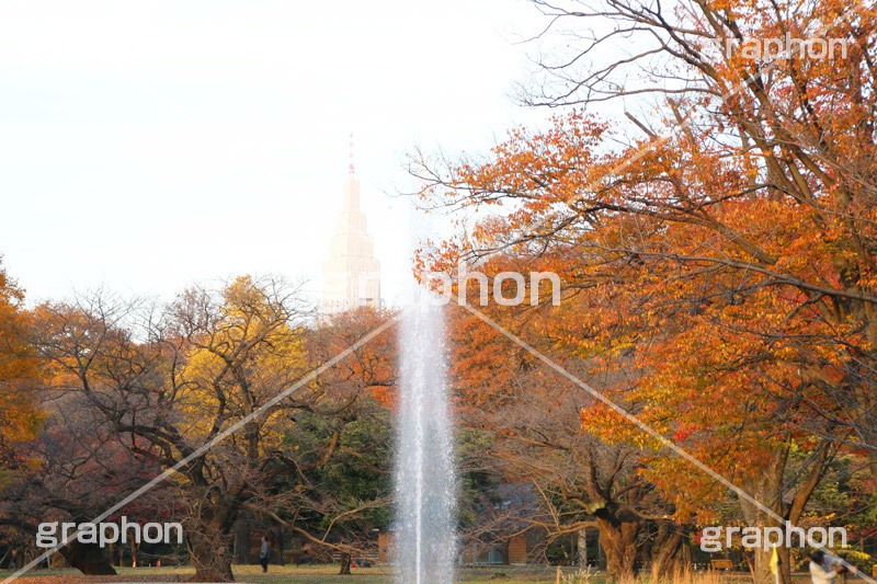 代々木公園,代々木,渋谷区,自然,草木,紅葉,こうよう,いちょう,イチョウ,噴水,ふんすい,ファウンテン,japan,autumn,tokyo,渋谷,原宿