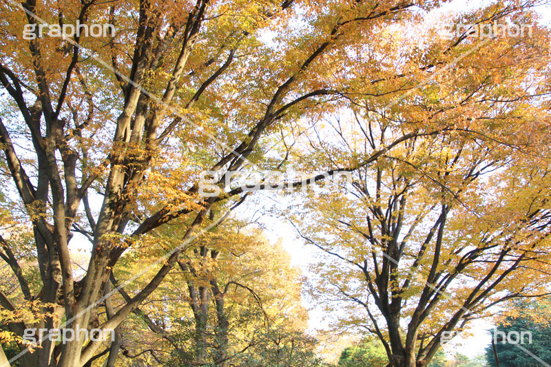 代々木公園,代々木,渋谷区,自然,草木,紅葉,こうよう,いちょう,イチョウ,japan,autumn,tokyo,渋谷,原宿