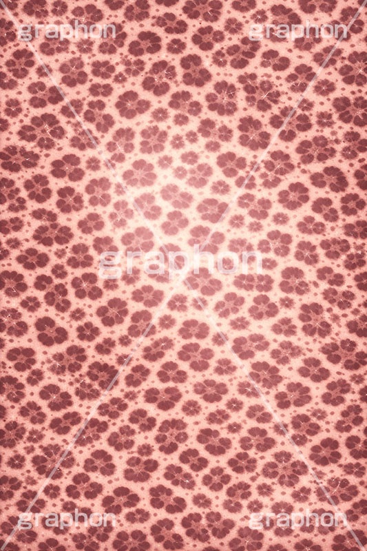 ヒョウ柄-アニマルシリーズ,ヒョウ柄,アニマルシリーズ,テクスチャ,テクスチャ―,アニマル柄,豹柄,模様,もよう,柄,がら,ギャル,平成リバイバル,カワイイ,可愛い,かわいい,gal,animal,texture,AI生成素材