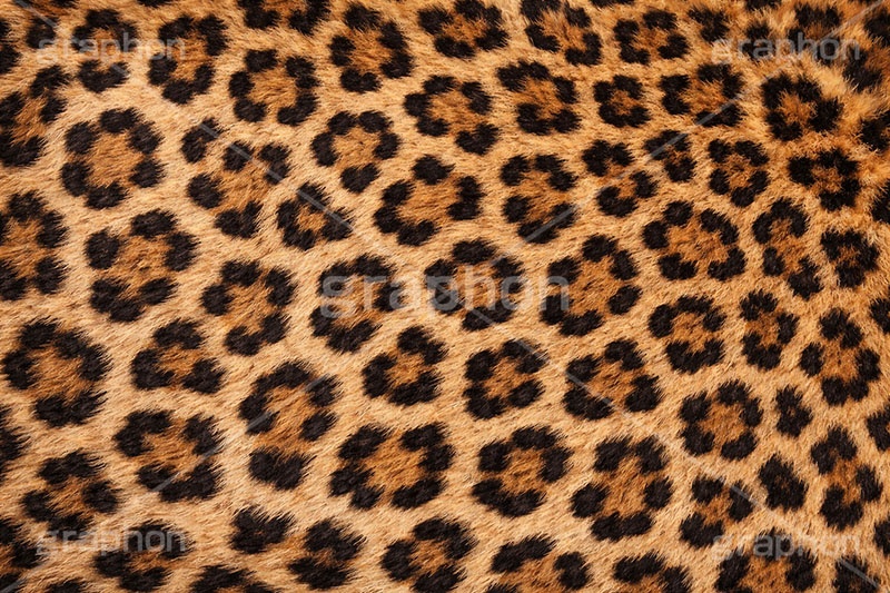 ヒョウ柄-アニマルシリーズ,ヒョウ柄,アニマルシリーズ,テクスチャ,テクスチャ―,アニマル柄,豹柄,模様,もよう,柄,がら,ギャル,平成リバイバル,カワイイ,可愛い,かわいい,gal,animal,texture,AI生成素材