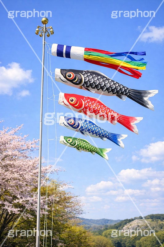 青空を泳ぐ鯉のぼり,5月5日,こどもの日,こいのぼり,鯉のぼり,端午,節句,供物,子供の日,こども,子供,和,文化,風習,行事,なびく,桜,春,spring,event,kids,japan,AI生成素材