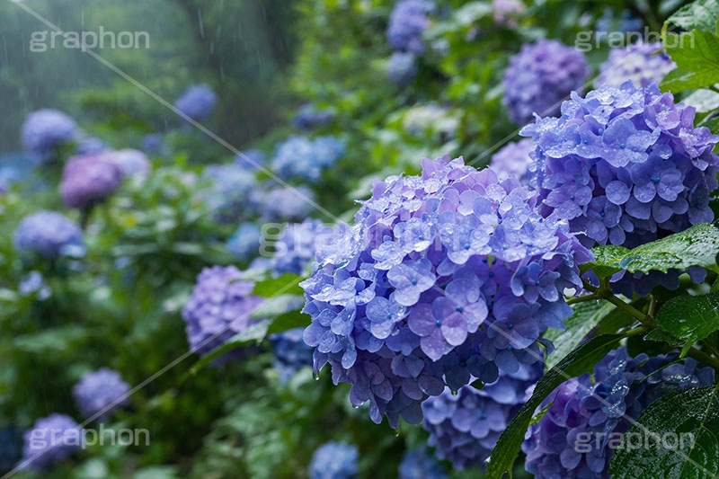 雨の日のあじさい,雨粒,梅雨,小雨,水滴,雨,紫陽花,あめ,つゆ,あじさい,アジサイ,レイン,雨の日,花,ホンアジサイ,季語,フラワー,6月,rain,flower,june,AI生成素材