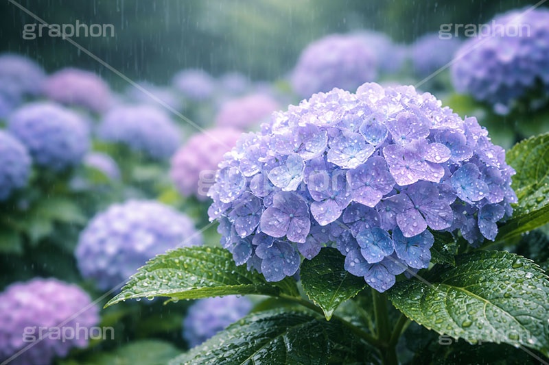 雨の日のあじさい,雨粒,梅雨,小雨,水滴,雨,紫陽花,あめ,つゆ,あじさい,アジサイ,レイン,雨の日,花,ホンアジサイ,季語,フラワー,6月,rain,flower,june,AI生成素材