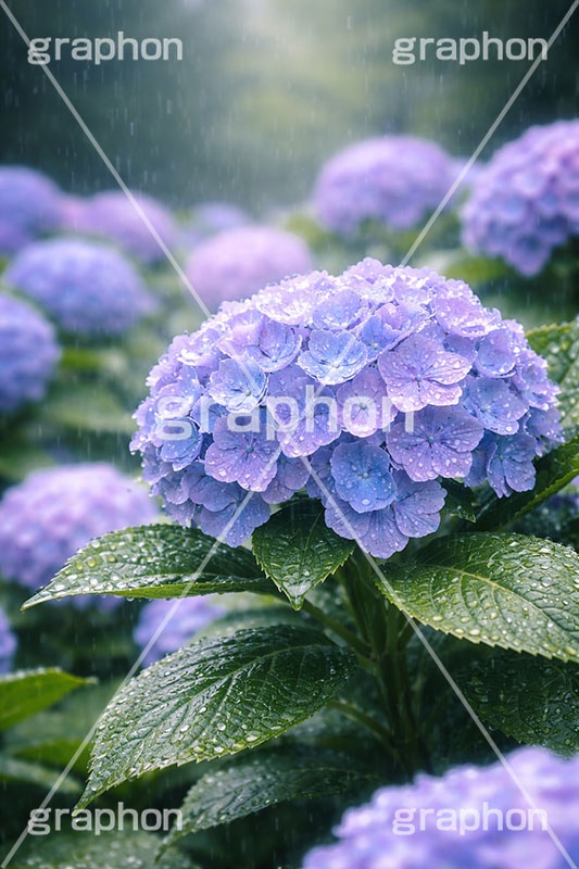 雨の日のあじさい,梅雨,紫陽花,水滴,雨,あめ,つゆ,あじさい,アジサイ,雨粒,小雨,レイン,雨の日,花,ホンアジサイ,季語,フラワー,6月,rain,flower,june,AI生成素材