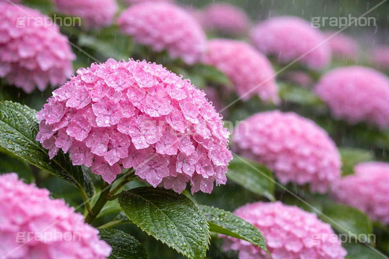 雨の日のあじさい,梅雨,紫陽花,水滴,雨,あめ,つゆ,あじさい,アジサイ,雨粒,小雨,レイン,雨の日,花,ホンアジサイ,季語,フラワー,6月,rain,flower,june,AI生成素材