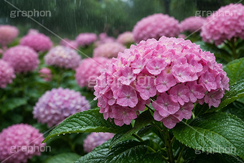 雨の日のあじさい,アジサイ,梅雨,水滴,雨,紫陽花,あめ,つゆ,あじさい,雨粒,小雨,レイン,雨の日,花,ホンアジサイ,季語,フラワー,6月,rain,flower,june,AI生成素材