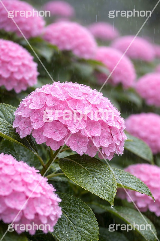 雨の日のあじさい,アジサイ,梅雨,水滴,雨,紫陽花,あめ,つゆ,あじさい,雨粒,小雨,レイン,雨の日,花,ホンアジサイ,季語,フラワー,6月,rain,flower,june,AI生成素材