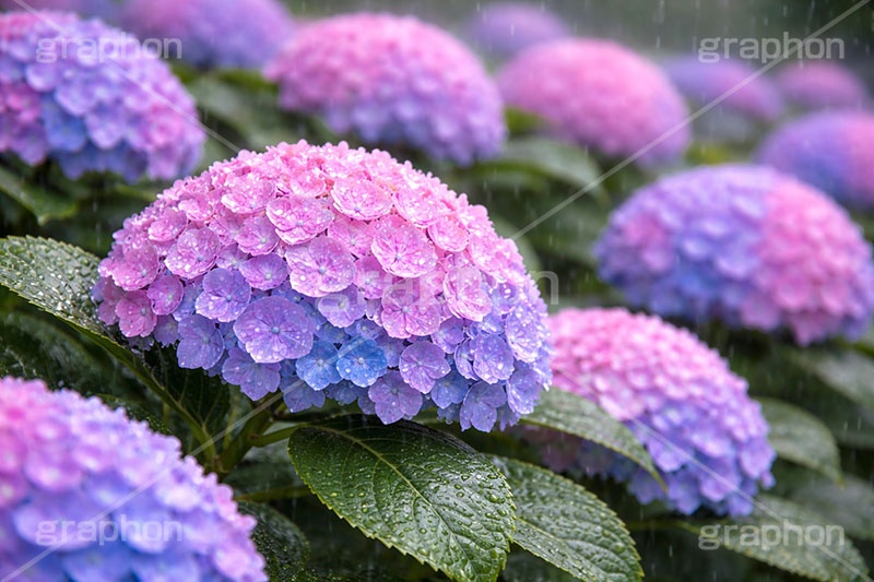 雨の日のあじさい,グラデーション,レイン,梅雨,水滴,雨,紫陽花,あめ,つゆ,あじさい,アジサイ,雨粒,小雨,雨の日,花,ホンアジサイ,季語,フラワー,6月,rain,flower,june,AI生成素材