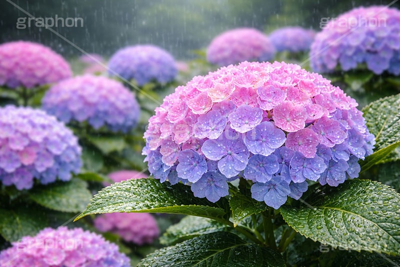 雨の日のあじさい,グラデーション,レイン,梅雨,水滴,雨,紫陽花,あめ,つゆ,あじさい,アジサイ,雨粒,小雨,雨の日,花,ホンアジサイ,季語,フラワー,6月,rain,flower,june,AI生成素材