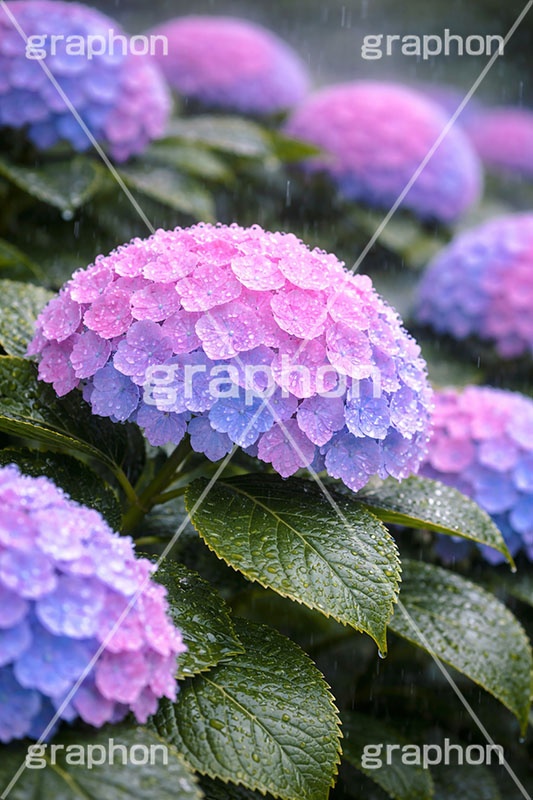 雨の日のあじさい,グラデーション,レイン,梅雨,水滴,雨,紫陽花,あめ,つゆ,あじさい,アジサイ,雨粒,小雨,雨の日,花,ホンアジサイ,季語,フラワー,6月,rain,flower,june,AI生成素材