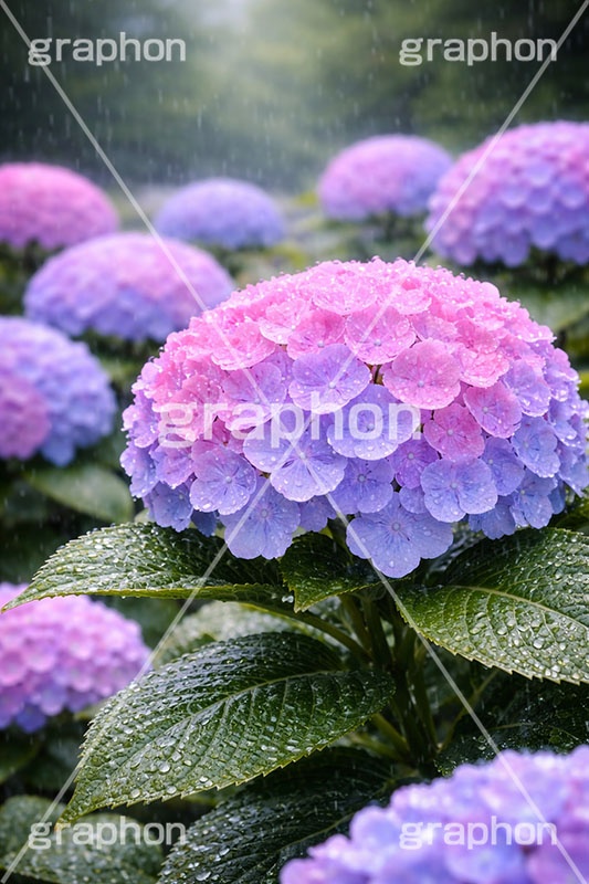 雨の日のあじさい,6月,梅雨,水滴,グラデーション,雨,紫陽花,あめ,つゆ,あじさい,アジサイ,雨粒,小雨,レイン,雨の日,花,ホンアジサイ,季語,フラワー,rain,flower,june,AI生成素材