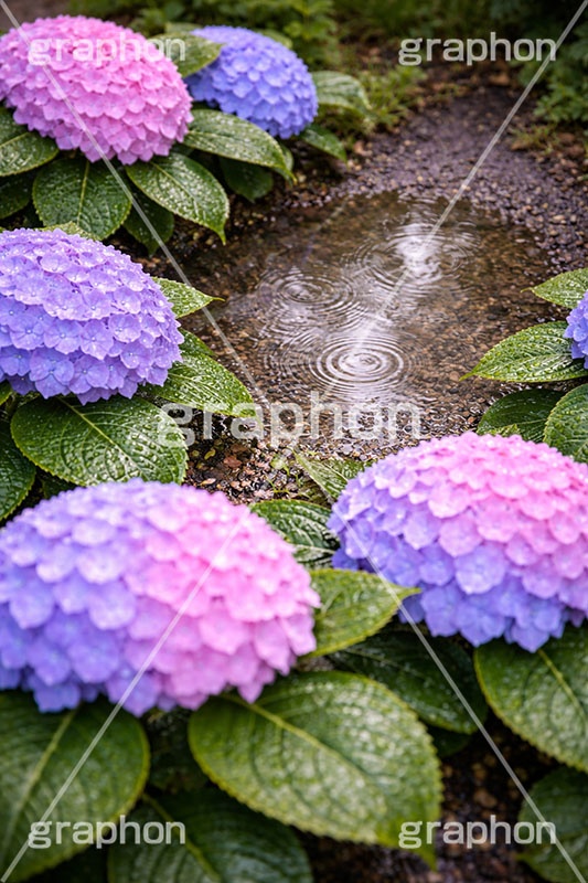 雨の日のあじさい,梅雨,水滴,グラデーション,雨,紫陽花,あめ,つゆ,あじさい,アジサイ,雨粒,小雨,レイン,雨の日,花,ホンアジサイ,季語,フラワー,6月,rain,flower,june,AI生成素材