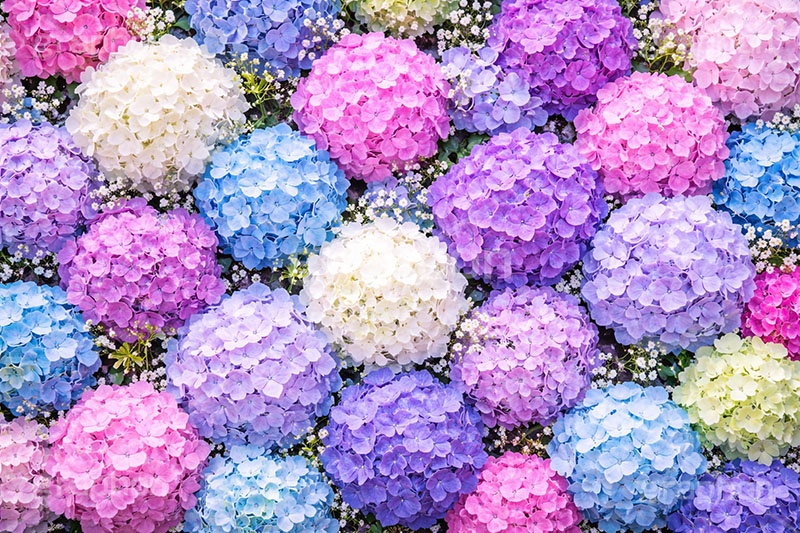 梅雨の花手水,梅雨,紫陽花,手水舎,花手水,つゆ,あじさい,アジサイ,ホンアジサイ,季語,6月,寺,お寺,寺院,神社,参拝,お参り,お水舎,手洗い場,手洗い,おみずや,手水,フォトジェニック,花,お花,フラワー,ちょうずや,ちょうずしゃ,てみずや,てみずしゃ,作法,スポット,japan,flower,june,AI生成素材