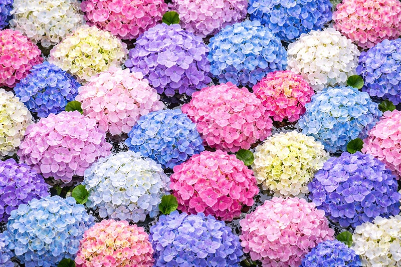 梅雨の花手水,梅雨,紫陽花,手水舎,花手水,つゆ,あじさい,アジサイ,ホンアジサイ,季語,6月,寺,お寺,寺院,神社,参拝,お参り,お水舎,手洗い場,手洗い,おみずや,手水,フォトジェニック,花,お花,フラワー,ちょうずや,ちょうずしゃ,てみずや,てみずしゃ,作法,スポット,japan,flower,june,AI生成素材